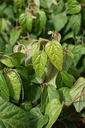 Windcliff Fragrant Pachysandra (Pachysandra axillaris 'Windcliff Fragrant') at Lakeshore Garden Centres