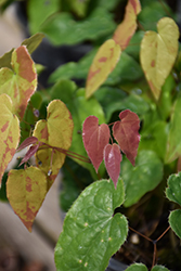 Night Mistress Fairy Wings (Epimedium acuminatum 'Night Mistress') at Lakeshore Garden Centres