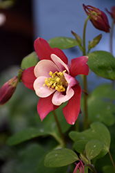 Swan Burgundy and White Columbine (Aquilegia 'Swan Burgundy And White') at Lakeshore Garden Centres