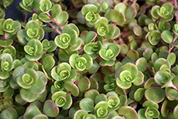 Coral Reef Chinese Sedum (Sedum tetractinum 'Coral Reef') at Lakeshore Garden Centres