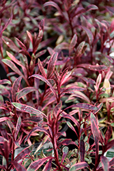 Passionate Rainbow Petite Gaura (Gaura lindheimeri 'Passionate Rainbow Petite') at Lakeshore Garden Centres