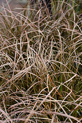Autumn Sedge (Carex dipsacea) at Lakeshore Garden Centres