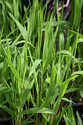 Little Tickler Dwarf Northern Sea Oats (Chasmanthium latifolium 'Little Tickler') at Lakeshore Garden Centres