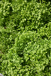 Brownii Spikemoss (Selaginella kraussiana 'Brownii') at Lakeshore Garden Centres