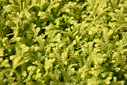 Golden Spikemoss (Selaginella kraussiana 'Aurea') at Lakeshore Garden Centres