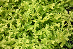 Gold Tips Spikemoss (Selaginella kraussiana 'Gold Tips') at Lakeshore Garden Centres