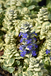 Silver Queen Bugleweed (Ajuga reptans 'Silver Queen') at Lakeshore Garden Centres
