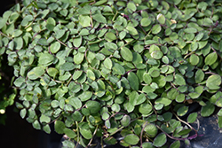 County Park Star Creeper (Pratia pedunculata 'County Park') at Lakeshore Garden Centres