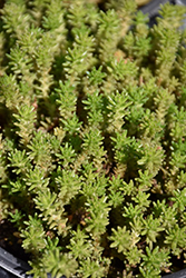 Six Row Stonecrop (Sedum sexangulare) at Mainescape Nursery