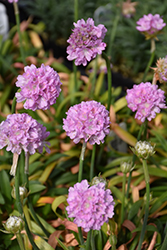 Dreameria Sweet Dreams False Sea Thrift (Armeria pseudarmeria 'Sweet Dreams') at Lakeshore Garden Centres