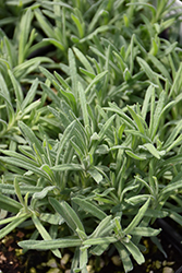 Blue Star Spanish Lavender (Lavandula stoechas 'Blue Star') at Lakeshore Garden Centres