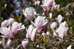 Speciosa Saucer Magnolia (Magnolia x soulangeana 'Speciosa') at Lakeshore Garden Centres