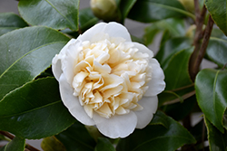 Jury's Yellow Camellia (Camellia x williamsii 'Jury's Yellow') at Lakeshore Garden Centres