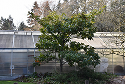 Majestic Beauty Magnolia (Magnolia grandiflora 'Monlia') at Lakeshore Garden Centres