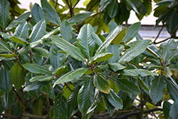 Majestic Beauty Magnolia (Magnolia grandiflora 'Monlia') at Lakeshore Garden Centres