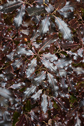Tom Thumb Kohuhu (Pittosporum tenuifolium 'Tom Thumb') at Lakeshore Garden Centres