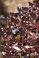 Tom Thumb Kohuhu (Pittosporum tenuifolium 'Tom Thumb') at Lakeshore Garden Centres