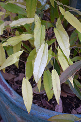 Wushan Fairy Wings (Epimedium wushanense) at Lakeshore Garden Centres