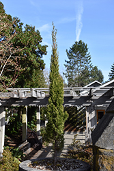 Totem Italian Cypress (Cupressus sempervirens 'Totem') at Lakeshore Garden Centres