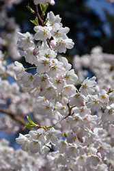 Akebono Yoshino Cherry (Prunus x yedoensis 'Akebono') at Lakeshore Garden Centres