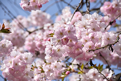 Accolade Flowering Cherry (Prunus 'Accolade') at Lakeshore Garden Centres