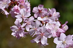Pink Flair Sargent Cherry (Prunus sargentii 'JFS-KW58') at Lakeshore Garden Centres
