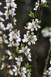 Japanese Bush Cherry (Prunus japonica) at Lakeshore Garden Centres
