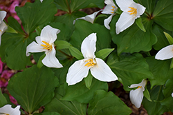 Western Trillium (Trillium ovatum) at Lakeshore Garden Centres