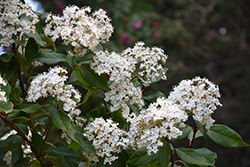 Pink Prelude Viburnum (Viburnum tinus 'Pink Prelude') at Lakeshore Garden Centres