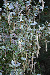 Siskiyou Jade Silk Tassel Bush (Garrya elliptica 'Siskiyou Jade') at Lakeshore Garden Centres