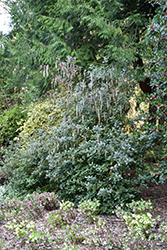 Siskiyou Jade Silk Tassel Bush (Garrya elliptica 'Siskiyou Jade') at Lakeshore Garden Centres