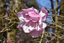 Caerhay's Belle Magnolia (Magnolia 'Caerhay's Belle') at Lakeshore Garden Centres