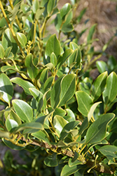 Kapuka (Griselinia littoralis) at Lakeshore Garden Centres