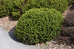 Emerald Gem Hebe (Hebe 'Emerald Gem') at Lakeshore Garden Centres