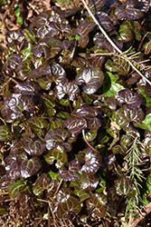 Ginger-leaf False Bugbane (Beesia calthifolia) at Lakeshore Garden Centres