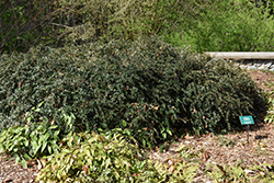 Paleleaf Barberry (Berberis candidula) at Lakeshore Garden Centres
