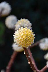 Nanjing Gold Oriental Paper Bush (Edgeworthia chrysantha 'Nanjing Gold') at Lakeshore Garden Centres