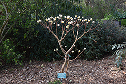 Nanjing Gold Oriental Paper Bush (Edgeworthia chrysantha 'Nanjing Gold') at Lakeshore Garden Centres