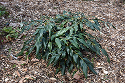 Chinese Mahonia (Mahonia gracillipes) at Lakeshore Garden Centres