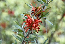 Marshall Olbrich Grevillea (Grevillea victoriae 'Marshall Olbrich') at Lakeshore Garden Centres