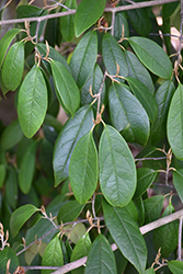 Chinese Fighazel (Sycopsis sinensis) at Lakeshore Garden Centres