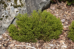 McKeanii Hebe (Hebe 'McKeanii') at Lakeshore Garden Centres
