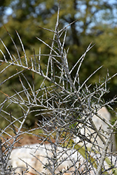 Narrow-leafed Mahoe (Melicytus angustifolius) at Lakeshore Garden Centres