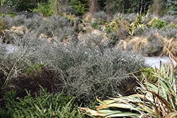 Narrow-leafed Mahoe (Melicytus angustifolius) at Lakeshore Garden Centres