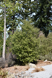 Kohuhu (Pittosporum tenuifolium) at Lakeshore Garden Centres
