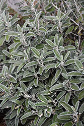 Daisy Bush (Brachyglottis greyi) at Lakeshore Garden Centres