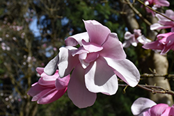 Diva Sprenger's Magnolia (Magnolia sprengeri 'Diva') at Lakeshore Garden Centres