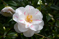 Lady Vansittart Camellia (Camellia japonica 'Lady Vansittart') at Lakeshore Garden Centres