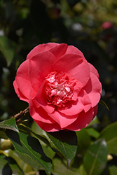 Elegans Camellia (Camellia japonica 'Elegans') at Lakeshore Garden Centres