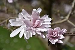 Centennial Blush Magnolia (Magnolia stellata 'Centennial Blush') at Lakeshore Garden Centres